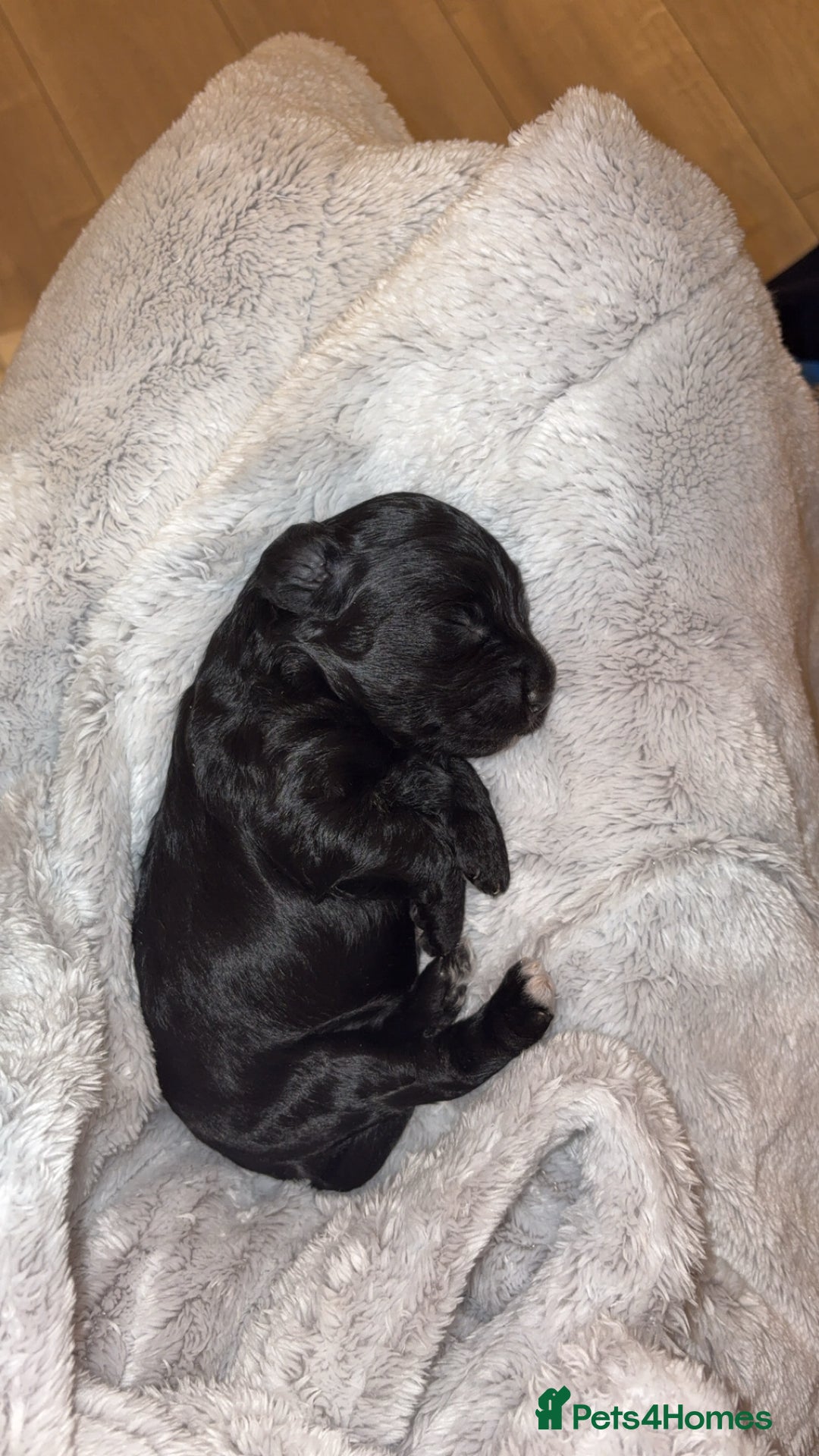 Cockapoo dogs for sale: Cockapoo litter  - Advert 11