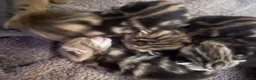 Bengal cats for sale: Stunning racing striped Bengal kittens! in Cheddar - Advert 3