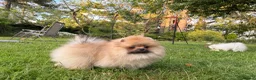 Pomeranian dogs for sale:  Teddy Bear Pomeranian Puppies - Advert 25