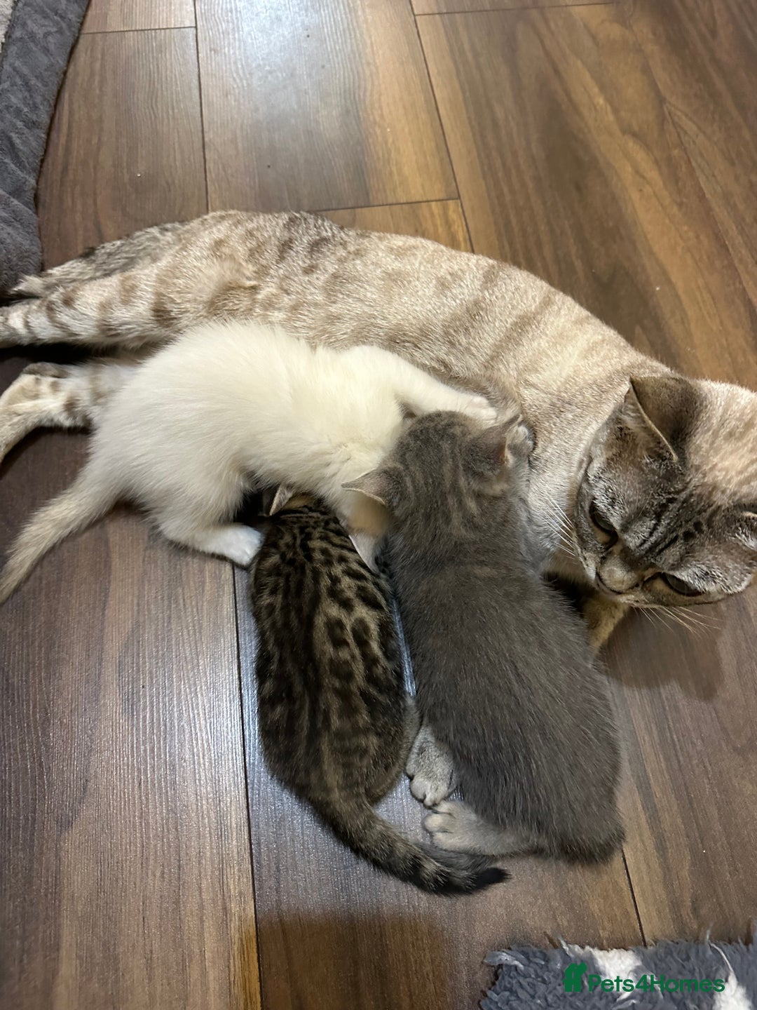 Bengal cats for sale: Stunning GCCF Registered Bengal Kittens  - Advert 1