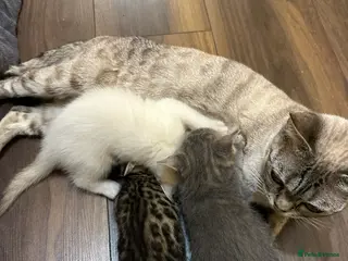 Bengal cats Stunning GCCF Registered Bengal Kittens - Advert 11