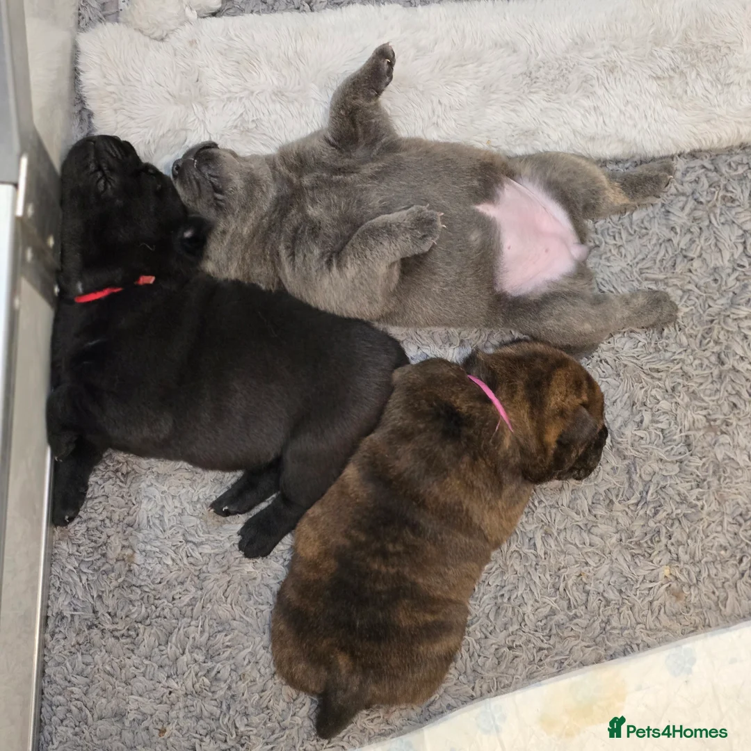 Mixed Breed dogs for sale: Chaffy puppies - Advert 20