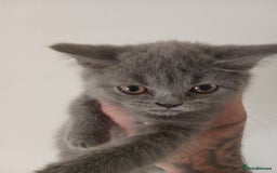 British Shorthair cats for sale: BRITISH SHORT HAIR KITTENS  in Gloucester - Image 17
