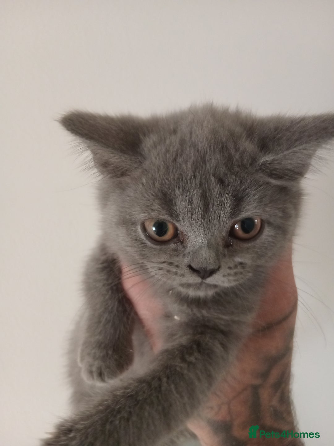 British Shorthair cats for sale: BRITISH SHORT HAIR KITTENS  in Gloucester - Image 17