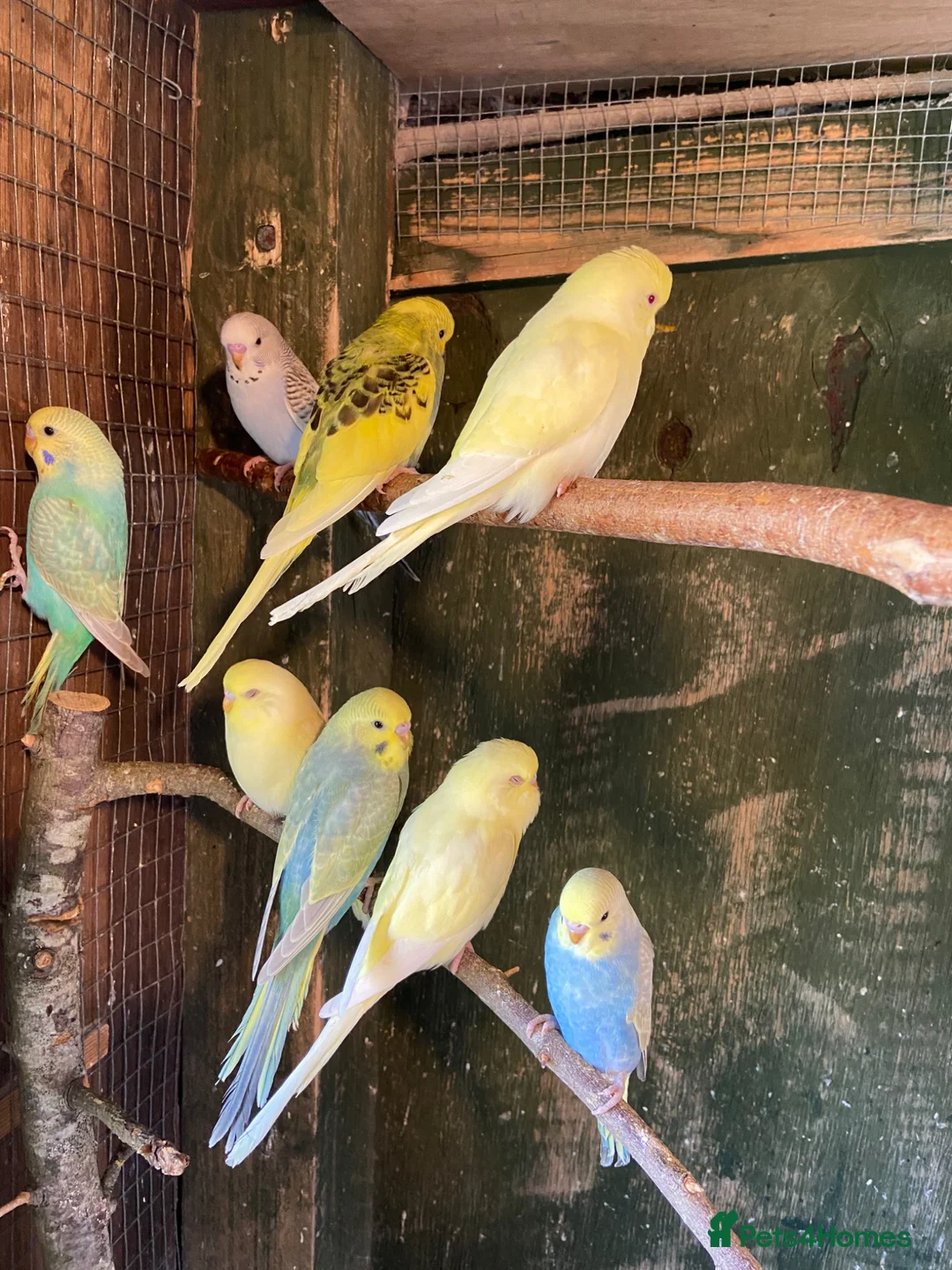 Budgerigars birds for sale: Baby budgies  - Advert 2
