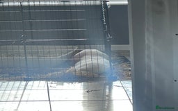 English Lop rabbits for sale: Holland Lop Male  - Image 2