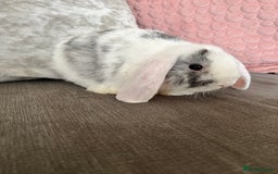 Mini Lop rabbits for sale: Beautiful mini lop rabbits for sale - Image 26