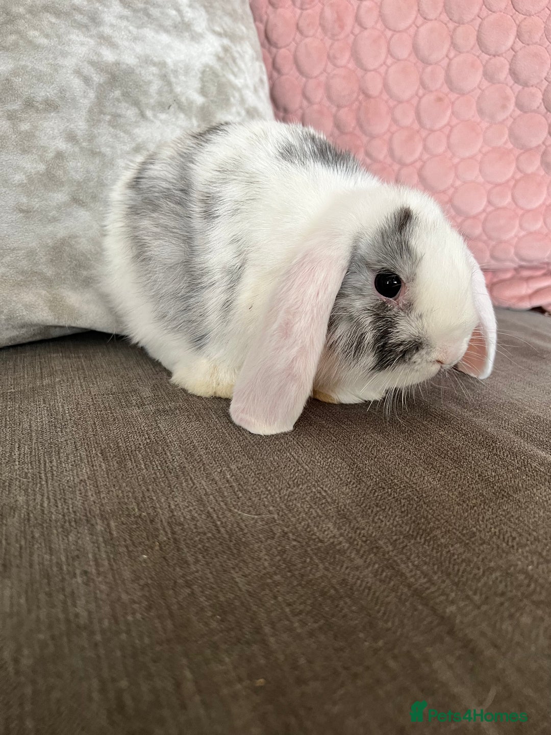 Mini Lop rabbits for sale: Beautiful mini lop rabbits for sale - Image 26