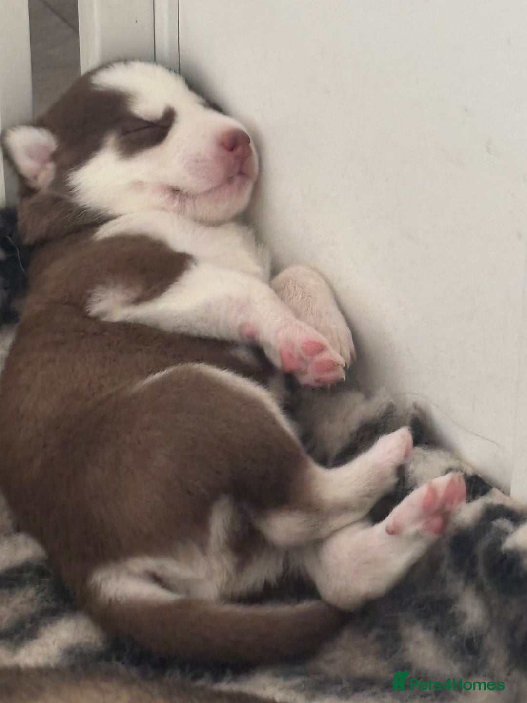 Siberian Husky dogs for sale: Siberian huskies  for sale  - Image 28