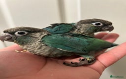 Conures birds for sale: Super Cuddly Hand Reared Baby Conures  in Newcastle upon Tyne - Image 1