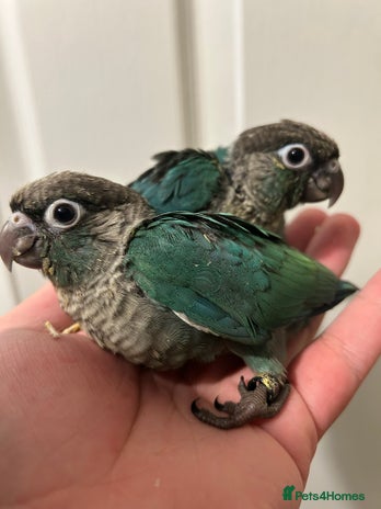 Conures birds in Newcastle upon Tyne - Advert 2