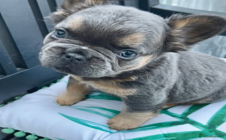 French Bulldog dogs - Advert 6