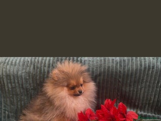 Pomeranian dogs ❤️Kc teddy bear pom babies ❤️ - Advert 11