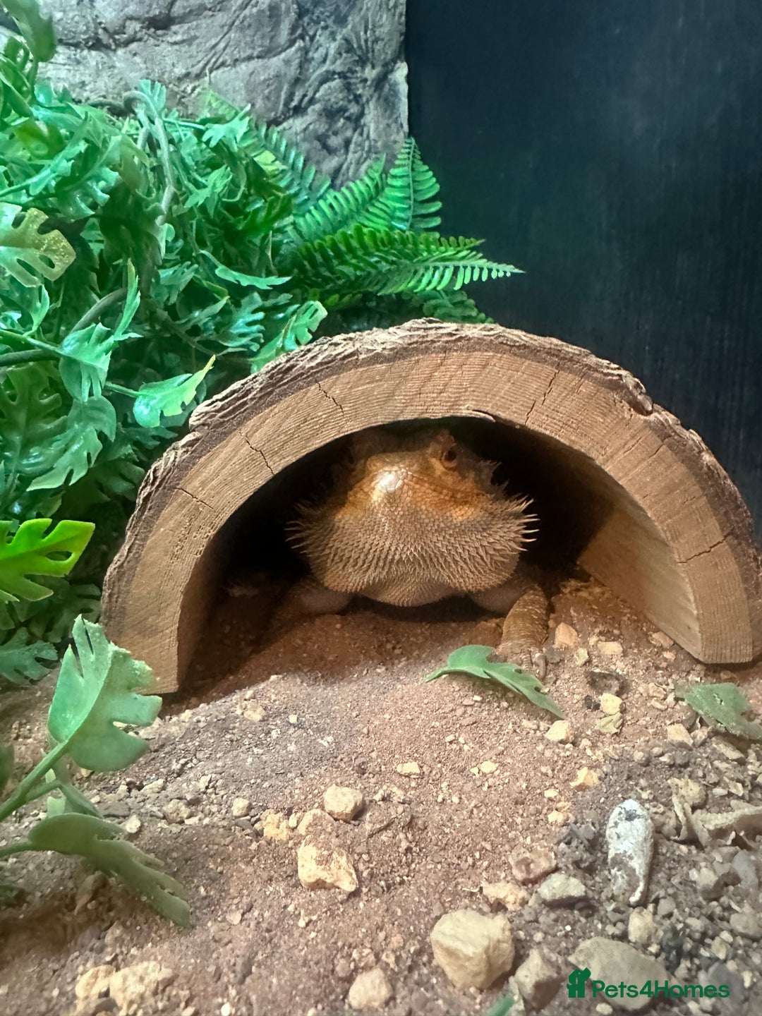 Bearded Dragon reptiles for sale: Bearded dragon with full set up  - Advert 3