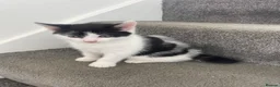 Mixed Breed cats for sale: Two kittens needing homes in Woking - Advert 3