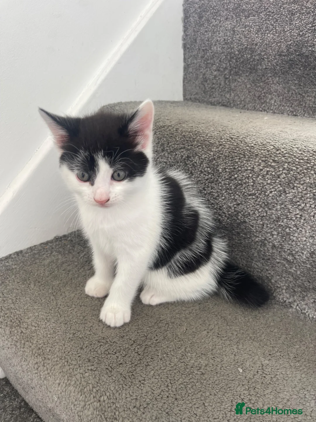 Mixed Breed cats for sale: Two kittens needing homes in Woking - Advert 3