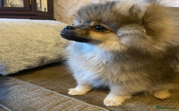 Pomeranian dogs for sale: KC Registered Russian Blood Line Pomeranian pups in Tipton - Image 25