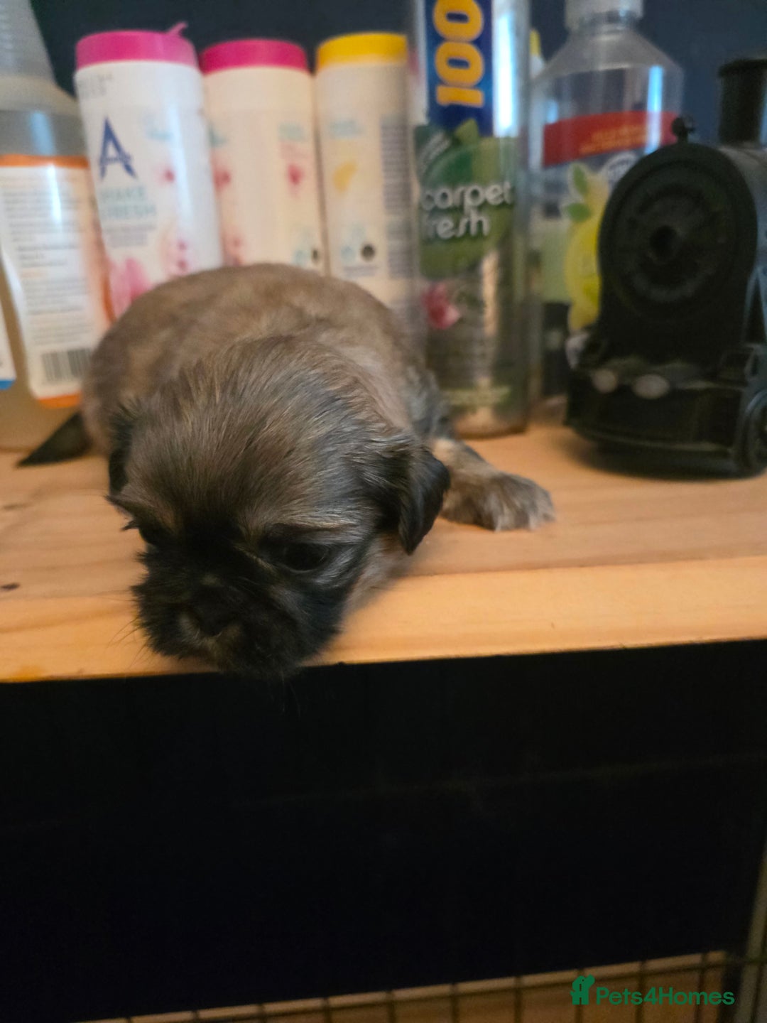 Shih Tzu dogs for sale: Shihtzu puppies - Image 10
