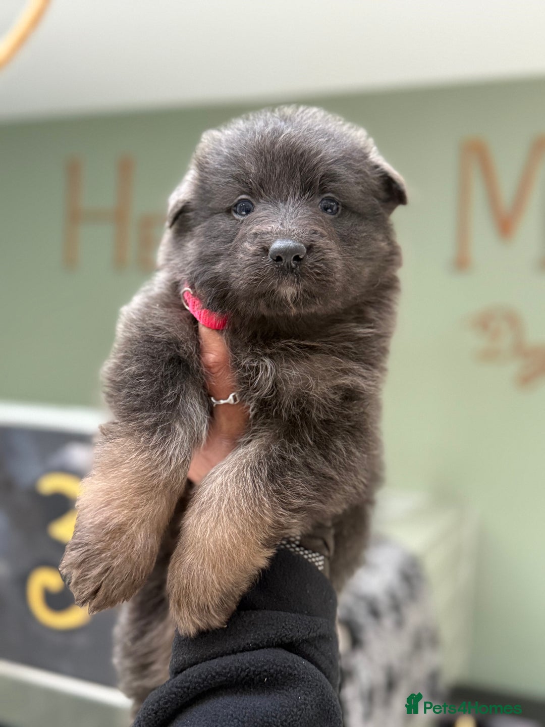 German Shepherd dogs for sale: 💙KC health tested parents 💙 - Advert 11