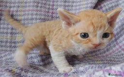 Devon Rex cats for sale: Beautiful Devon Rex Kittens - GCCF registered - Image 19