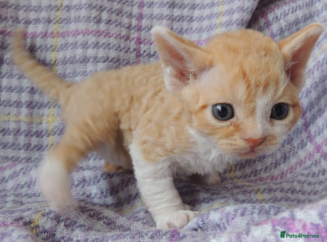 Devon Rex cats for sale: Beautiful Devon Rex Kittens - GCCF registered - Image 19
