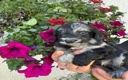 Cockapoo dogs for sale: Ready now Cracking F1 Cockapoos - Image 1