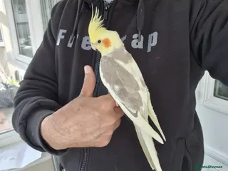 Cockatiels birds Super Hand Tamed cockatiel for sale - Advert 6