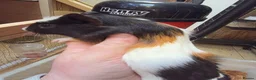 Guinea Pig rodents for sale: Female guinea pigs  - Advert 1