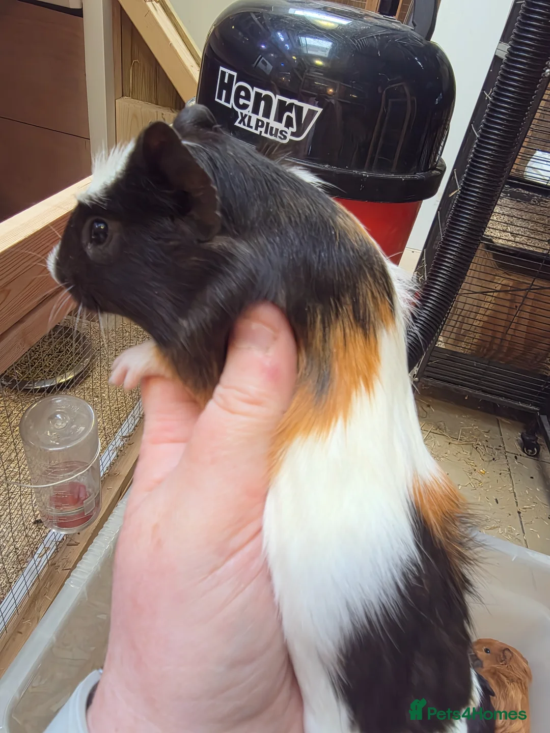 Guinea Pig rodents for sale: Female guinea pigs  - Advert 1