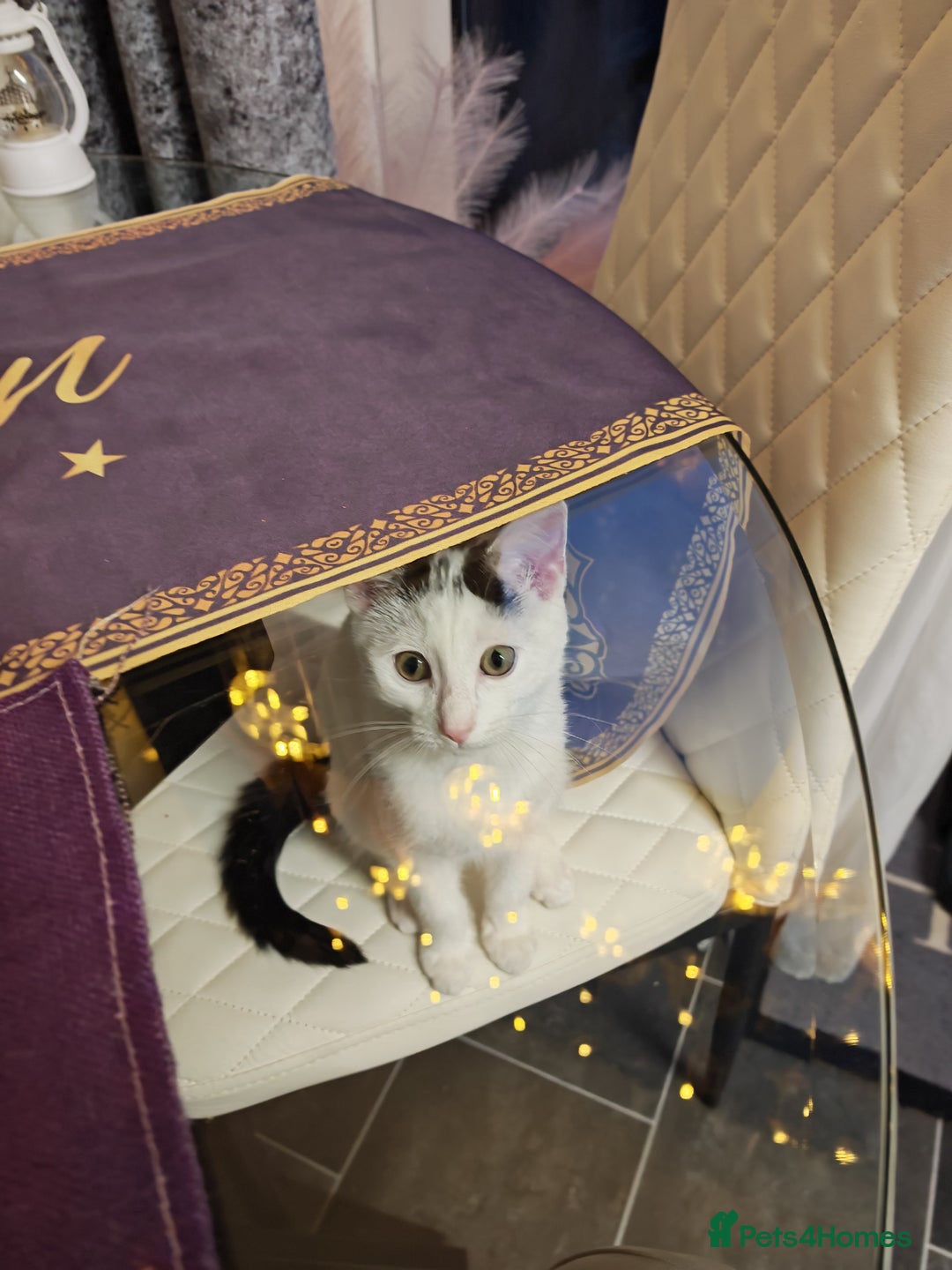 Khao Manee cats for sale: Female mixed 7 months old  - Image 2