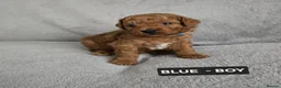 Toy Poodle dogs for sale: STUNNING RED KC TOY POODLE 🤩🐶 - Advert 14