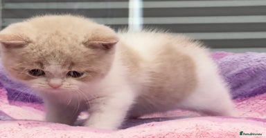 British Shorthair cats - Advert 12