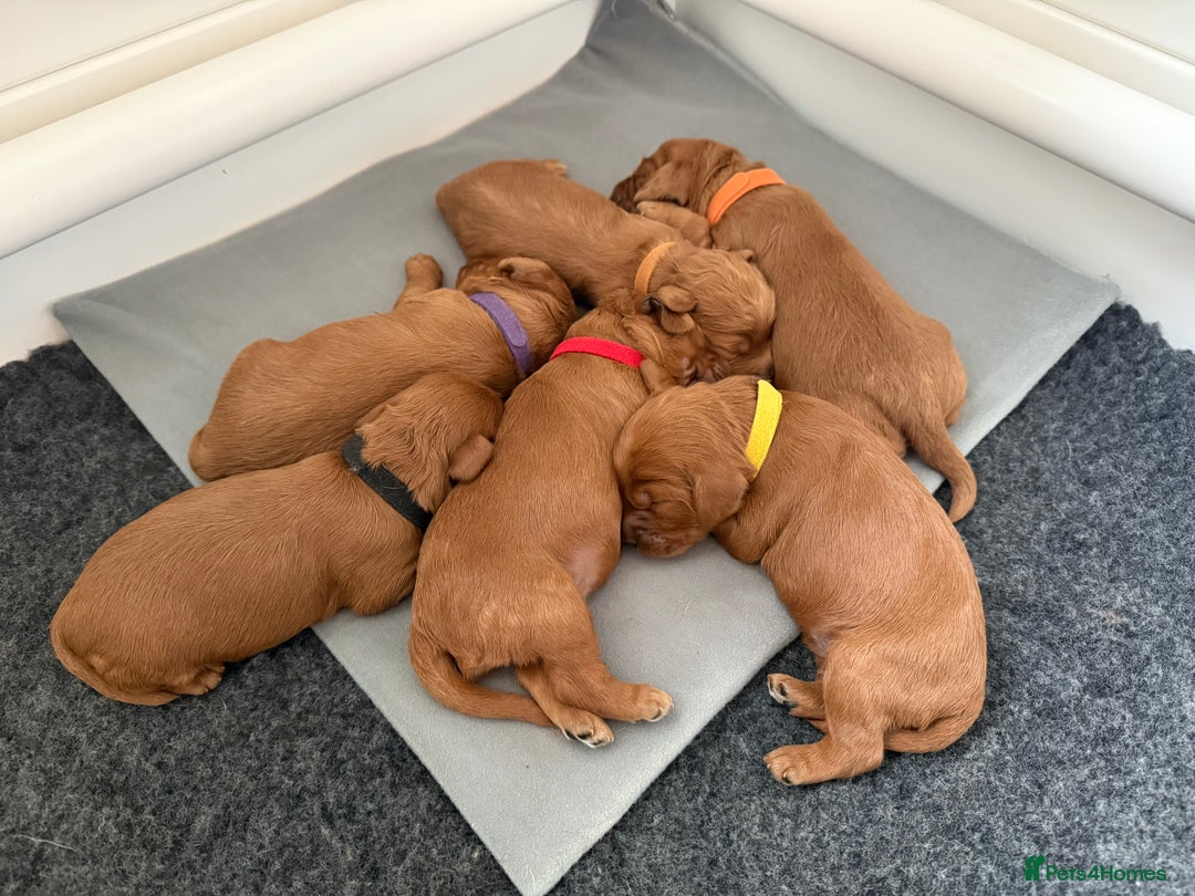 Cockapoo dogs for sale: Health Tested Miniature Cockapoo’s  - Image 6