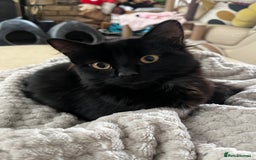 British Shorthair cats for sale: 2 older black kittens (one 9 months, one 7 months) - Image 6