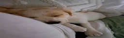 Beagle dogs for sale: Gorgeous 16 week old lemon beagle puppy  - Advert 3