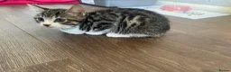 Bengal cats for sale: Beautiful male Bengal kitten - Advert 10