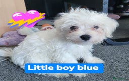 Maltese dogs for sale: Sale:4 maltese pups  - Image 1
