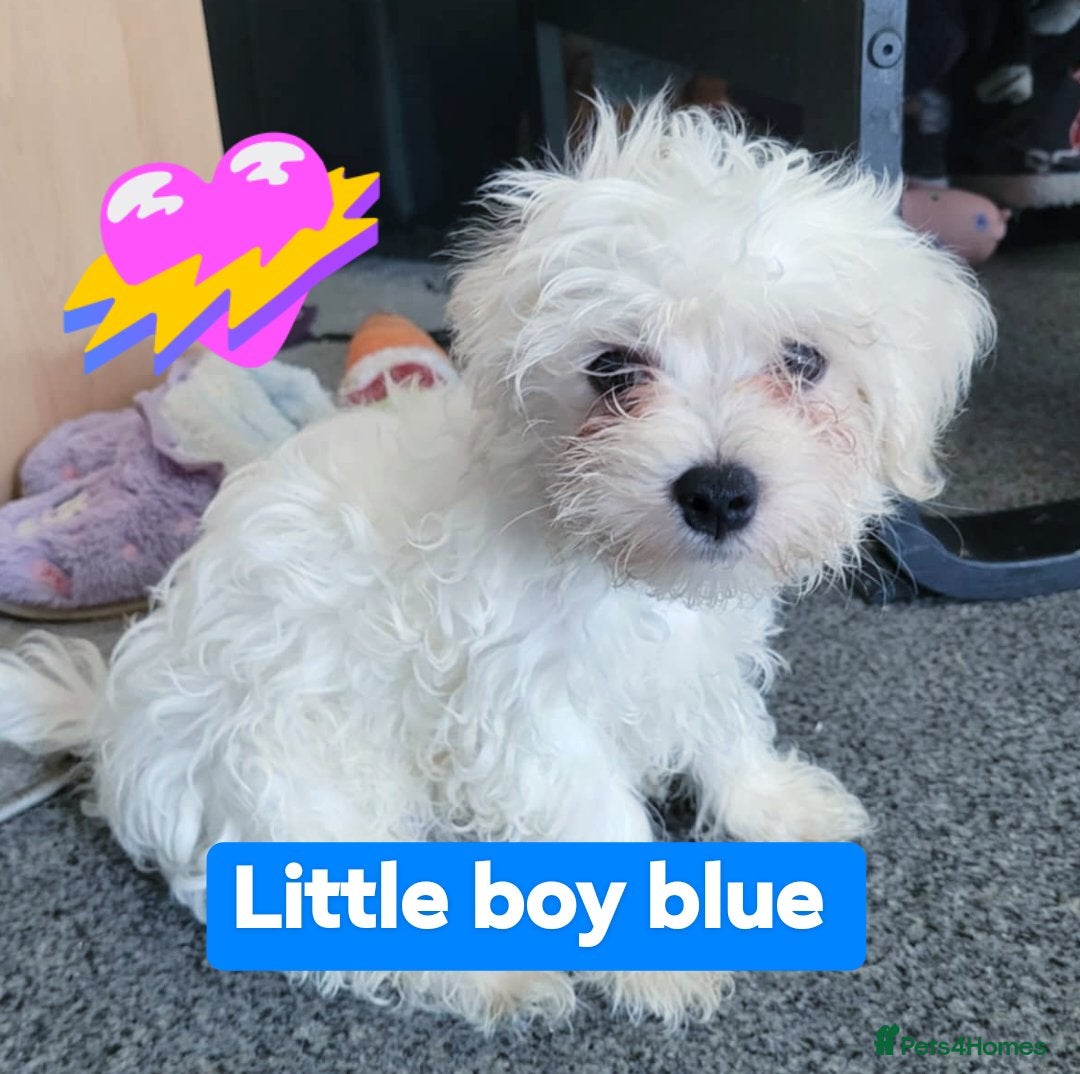 Maltese dogs for sale: Sale:4 maltese pups  - Image 1