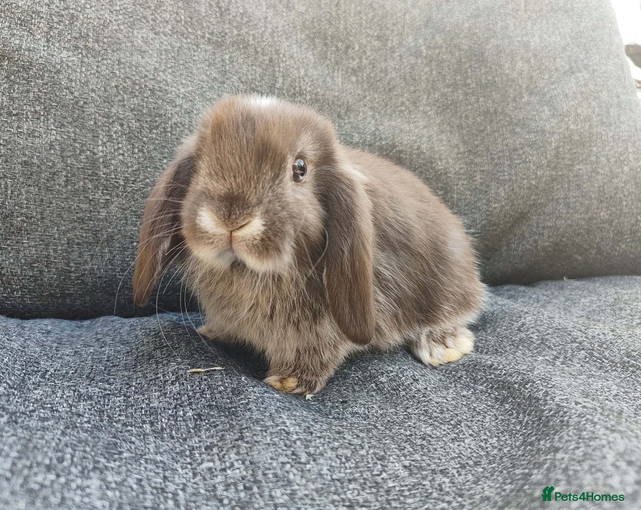 Mini Lop rabbits Stunning chocolate fox VM doe available  - Advert 1