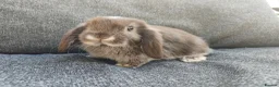 Mini Lop rabbits for sale: Stunning chocolate fox VM doe available  - Advert 1