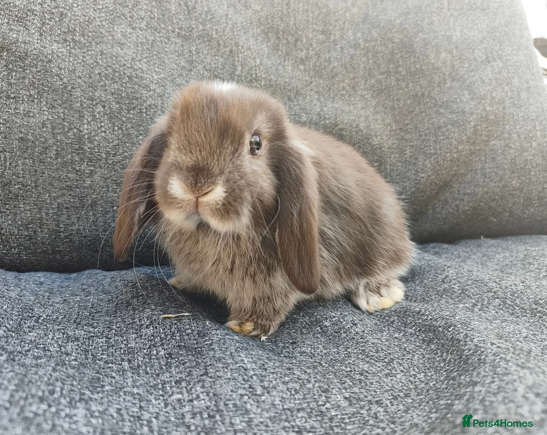 Mini Lop rabbits for sale: Stunning chocolate fox VM doe available  - Advert 1