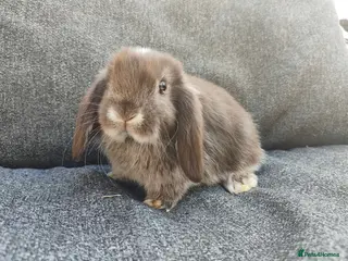 Mini Lop rabbits Stunning chocolate fox VM doe available - Advert 13