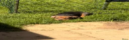 Mixed Breed dogs for sale: Last Gorgeous Boy Remaining  - Advert 7
