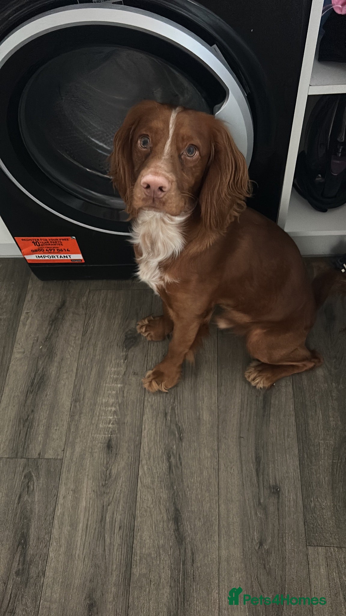 Cocker Spaniel dogs Beautiful red male cocker spaniel  - Advert 1