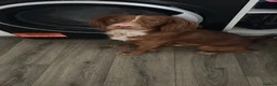 Cocker Spaniel dogs for sale: Beautiful red male cocker spaniel  - Advert 1
