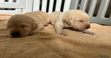 Labrador Retriever dogs - Advert 6