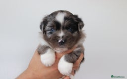 Miniature American Shepherd dogs for sale: 9 Miniature American Shepherd Puppies - Image 3