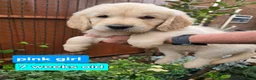Golden Retriever dogs for sale: KC Golden Retriever Puppies 1x GIRL LEFT   - Advert 13