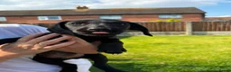 Labrador Retriever dogs for sale: Black dog Labrador puppy for sale in Preston - Advert 3