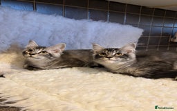 Maine Coon cats for sale: 3 Stunning Maine Coon Boys Ready To Go Now!!! - Image 13